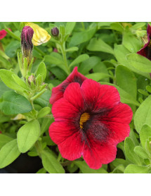 Calibrachoa Superbells Pomegranate Punch (9cm) Calibrachoa Superbells Pomegranate Punch (9cm)