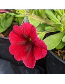 Calibrachoa Superbells Pomegranate Punch (9cm)