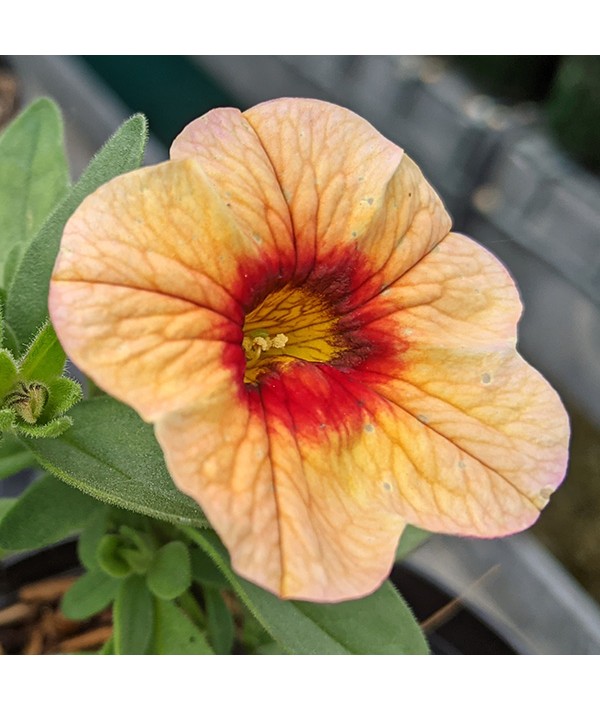 Calibrachoa superbells Mango Punch (9cm) Calibrachoa superbells Mango Punch (9cm)