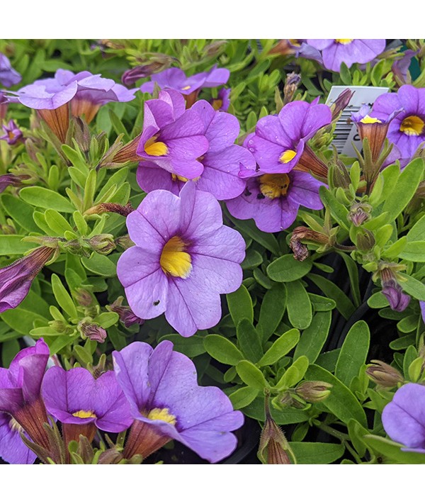 Calibrachoa superbells unique Lavender (9cm)