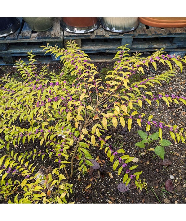 Callicarpa dichotoma Issai (7.5lt)