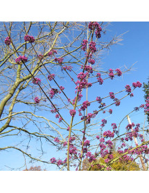 Callicarpa giraldii Profusion (3lt)