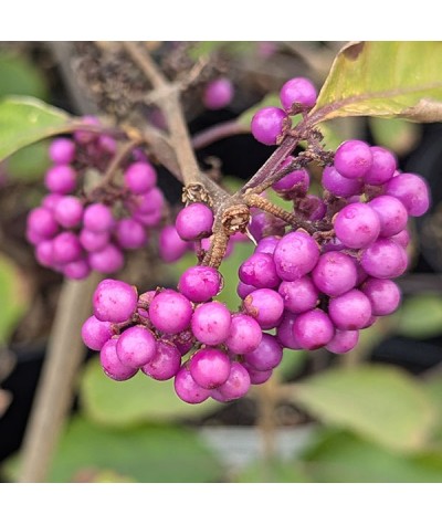 Callicarpa bodinieri Imperial Pearl (7.5lt)