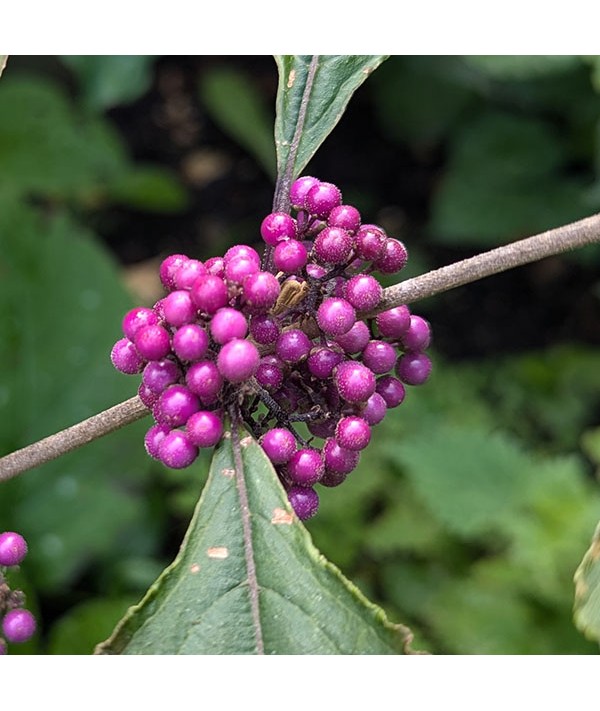 Callicarpa bodinieri Imperial Pearl (3lt)