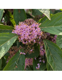 Callicarpa bodinieri Magical Deep Purple (4.5lt) Callicarpa bodinieri Magical Deep Purple (4.5lt)
