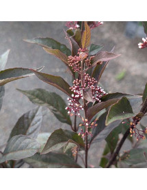 Callicarpa Pearl Glam (4.5lt) Callicarpa Pearl Glam (4.5lt)