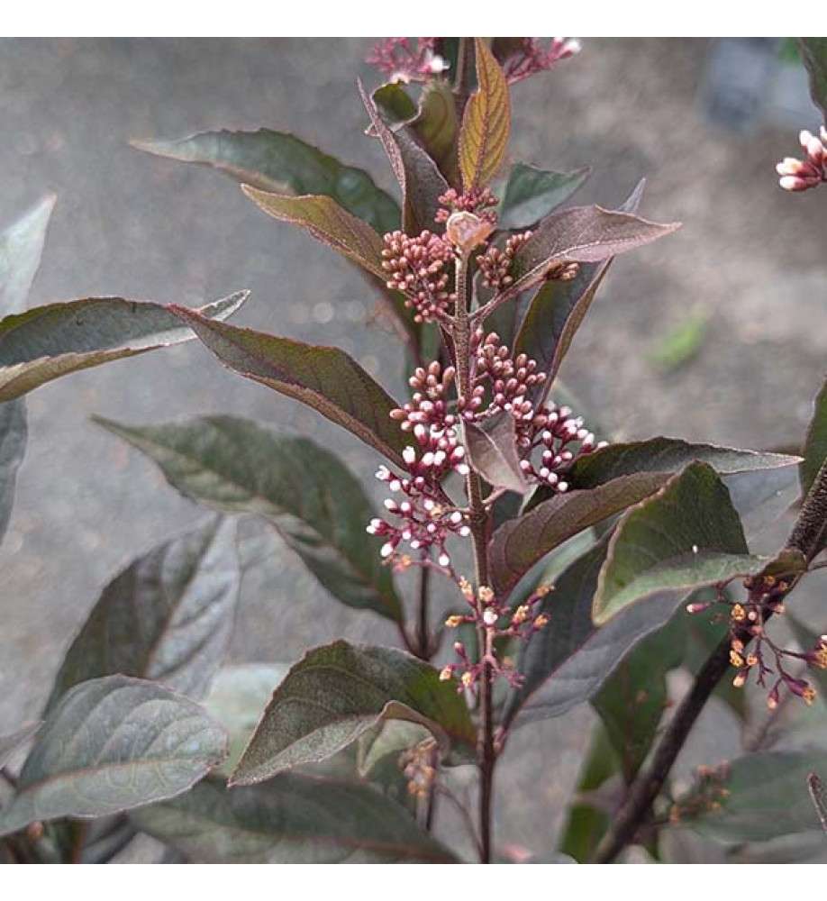 Callicarpa Pearl Glam (4.5lt)