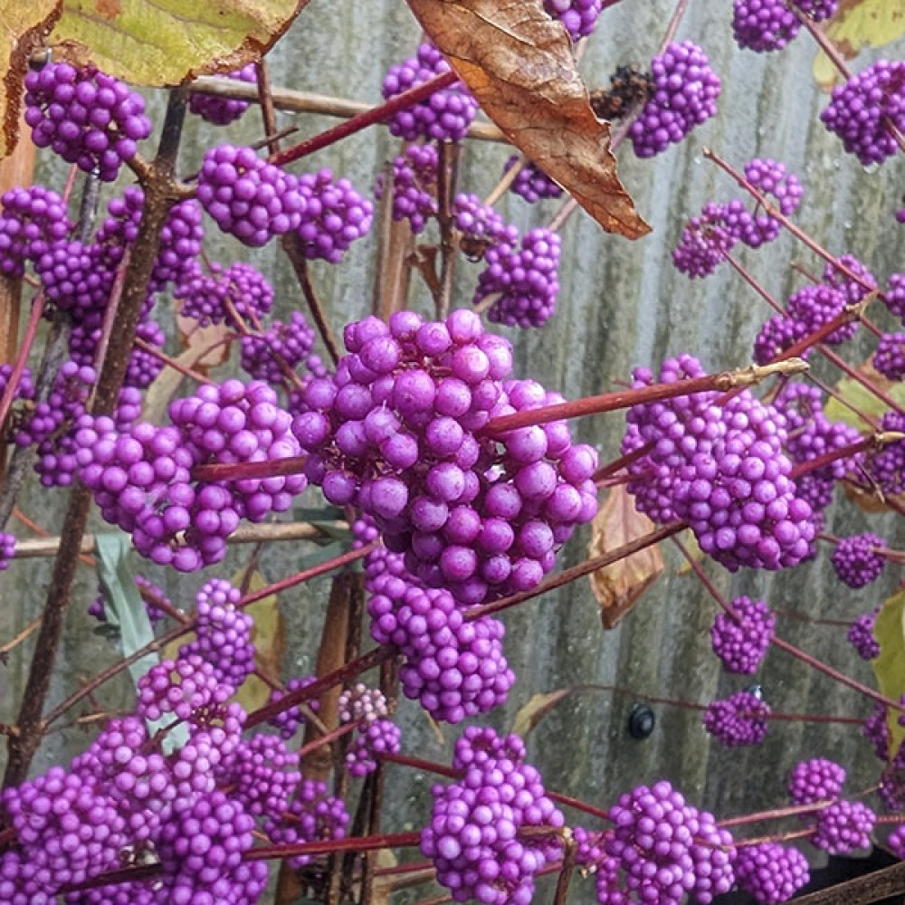 Callicarpa giraldii Profusion (3lt)