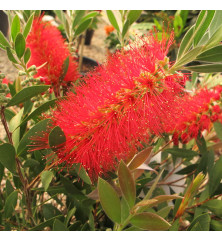 Callistemon citrinus Splendens (3lt)