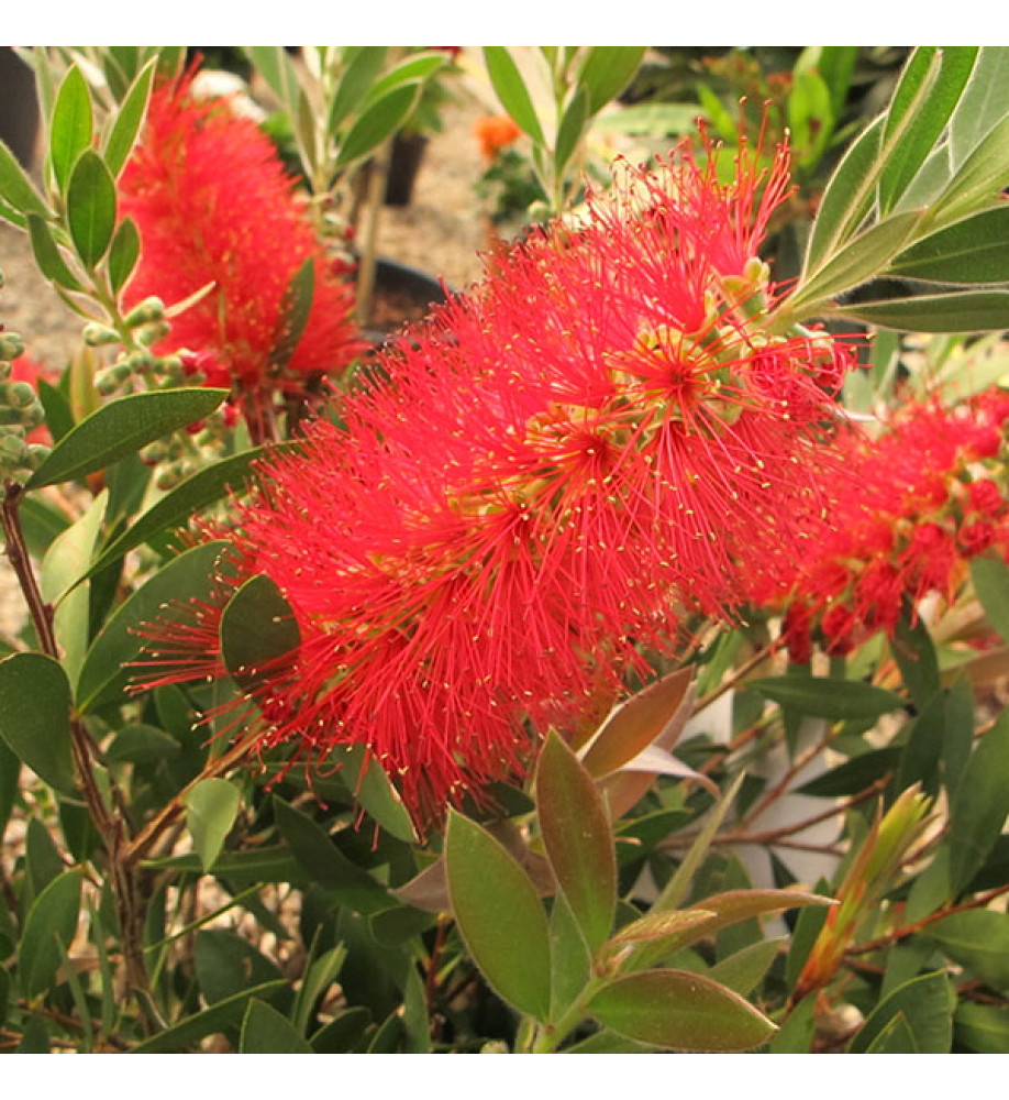 Callistemon citrinus Splendens (3lt)