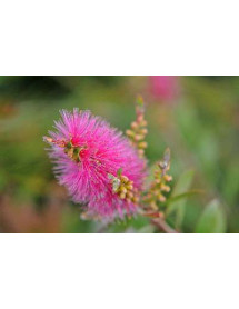 Callistemon Mauve Mist (7.5lt)