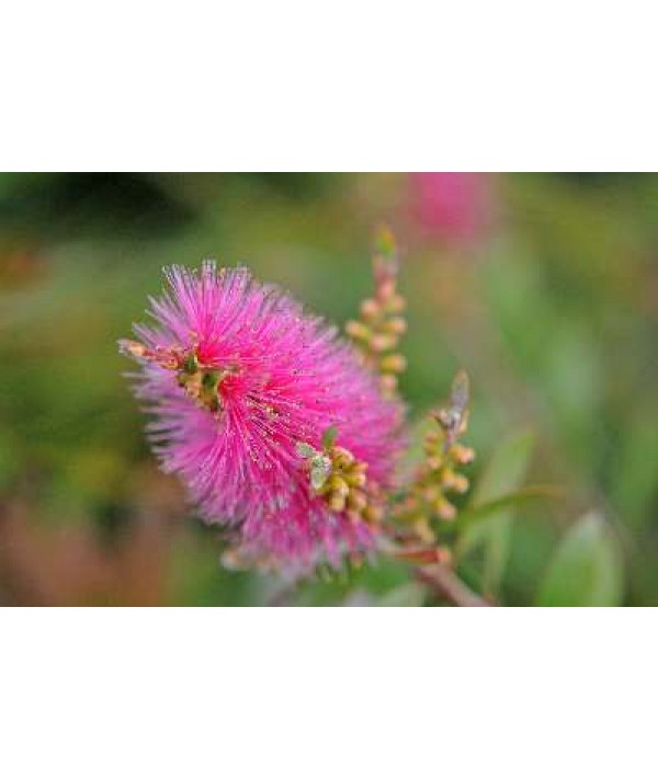 Callistemon Mauve Mist (3lt)