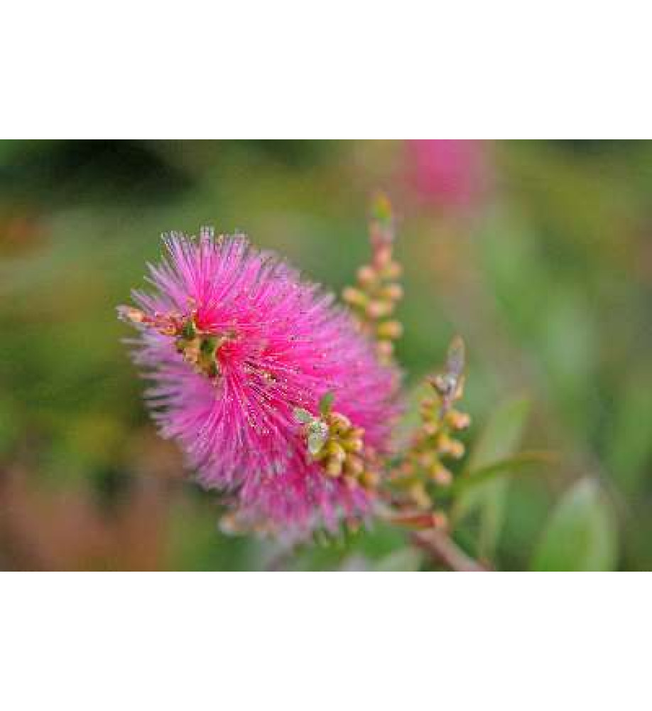 Callistemon Mauve Mist (7.5lt)