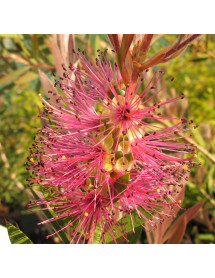 Callistemon Mauve Mist (7.5lt)