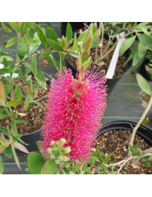 Callistemon Perth Pink (3lt)
