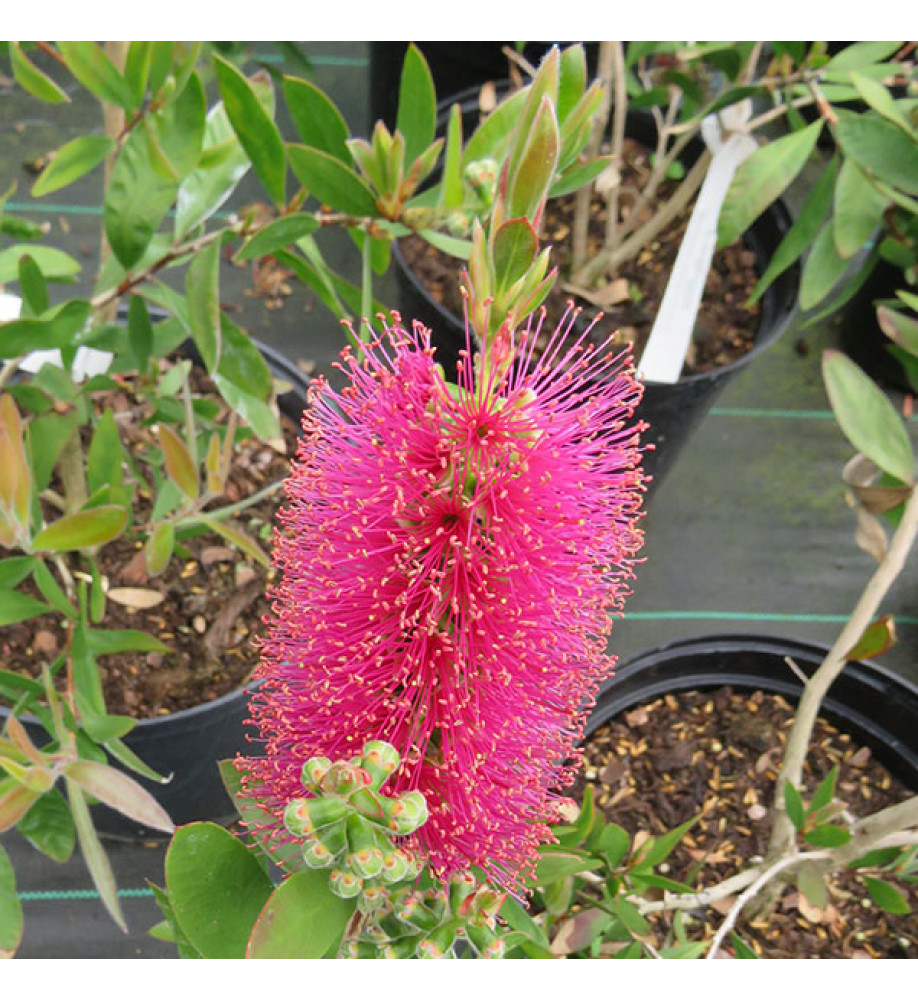 Callistemon Perth Pink (3lt)