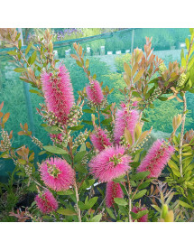 Callistemon Perth Pink (3lt) Callistemon Perth Pink (3lt)