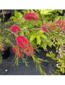 Callistemon rigidus (20lt)