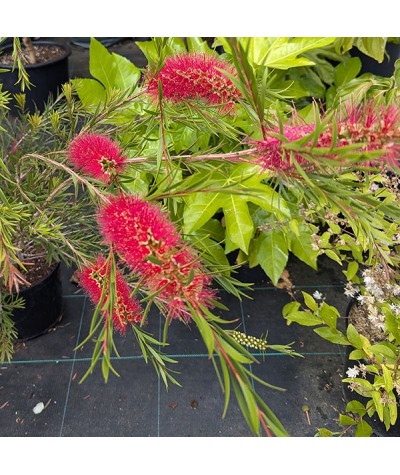 Callistemon rigidus (7.5lt)