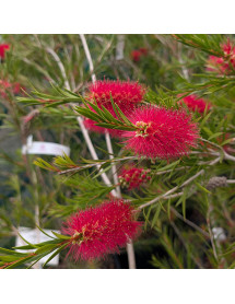 Callistemon rigidus (20lt)