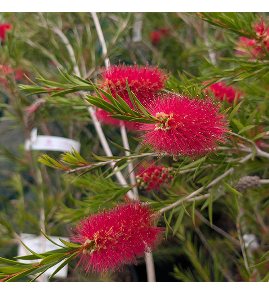 Callistemon rigidus (20lt)