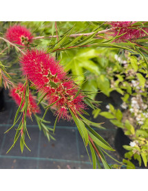 Callistemon rigidus (20lt)