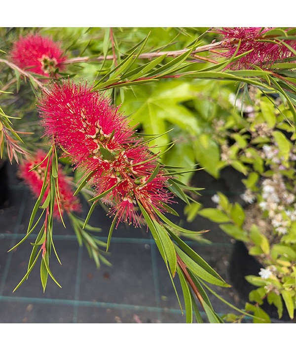 Callistemon rigidus (7.5lt)