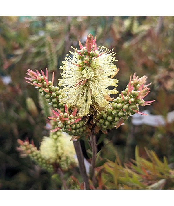 Callistemon viridiflorus (3lt)