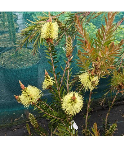 Callistemon viridiflorus (3lt)