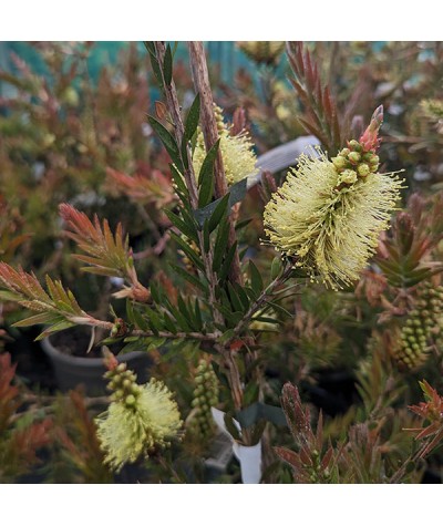 Callistemon viridiflorus (3lt)