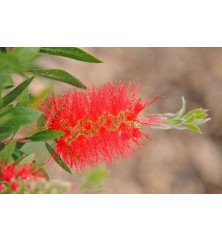 Callistemon citrinus Splendens (3lt)