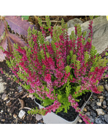 Calluna vulgaris Dark Beauty (0.8lt)
