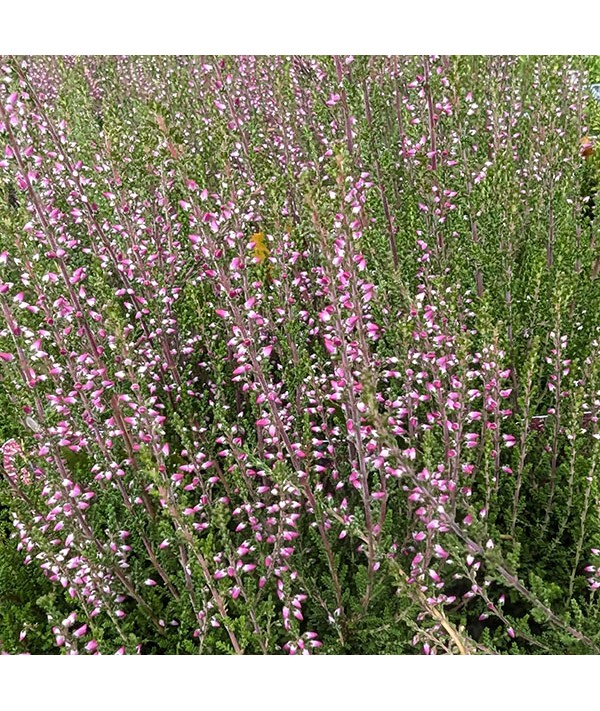 Calluna vulgaris Liliane (0.8lt)