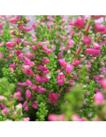 Calluna vulgaris Dark Beauty (0.8lt) Calluna vulgaris Dark Beauty (0.8lt)