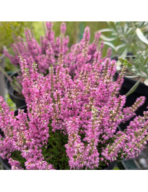 Calluna vulgaris Darkness (2lt)
