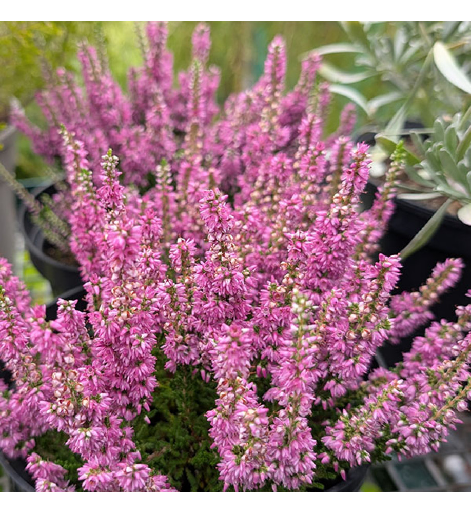 Calluna vulgaris Darkness (2lt)