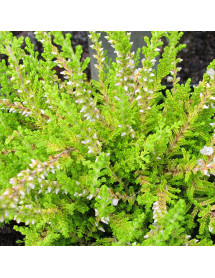 Calluna vulgaris Gold Knight (0.8lt)