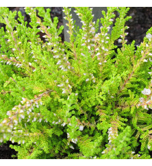 Calluna vulgaris Gold Knight (0.8lt) Calluna vulgaris Gold Knight (0.8lt)