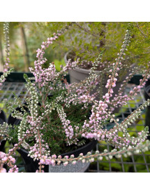 Calluna vulgaris H.E.Beale (2lt)