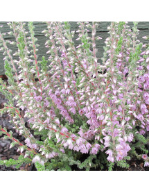 Calluna vulgaris Silver Knight (9cm)