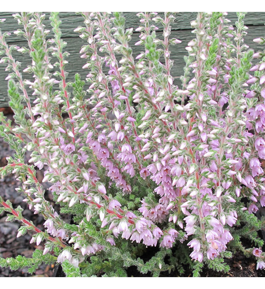 Calluna vulgaris Silver Knight (9cm)