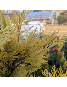 Calocedrus decurrens Berima Gold (10lt)