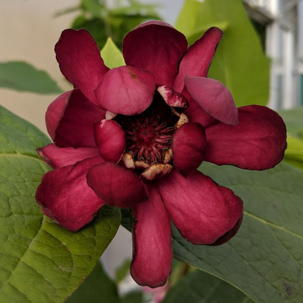 Calycanthus Aphrodite (3lt) Calycanthus Aphrodite (3lt)