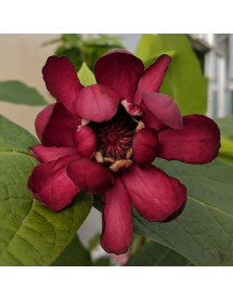 Calycanthus Aphrodite (3lt)