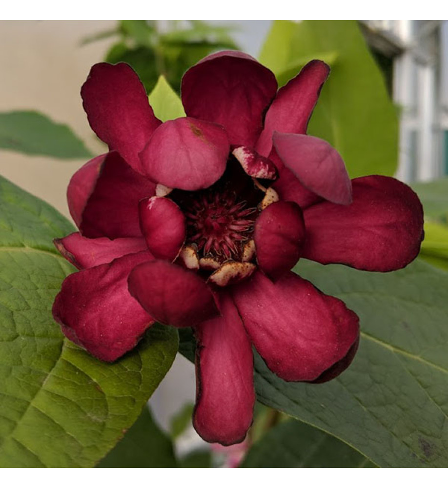 Calycanthus Aphrodite (5lt)