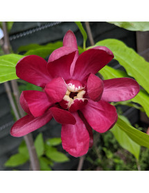 Calycanthus Aphrodite (12lt)