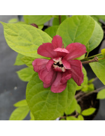 Calycanthus x raulstonii Hartlage Wine (3lt)