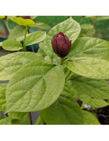 Calycanthus x raulstonii Hartlage Wine (3lt)