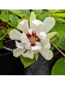 Calycanthus Venus (3lt)