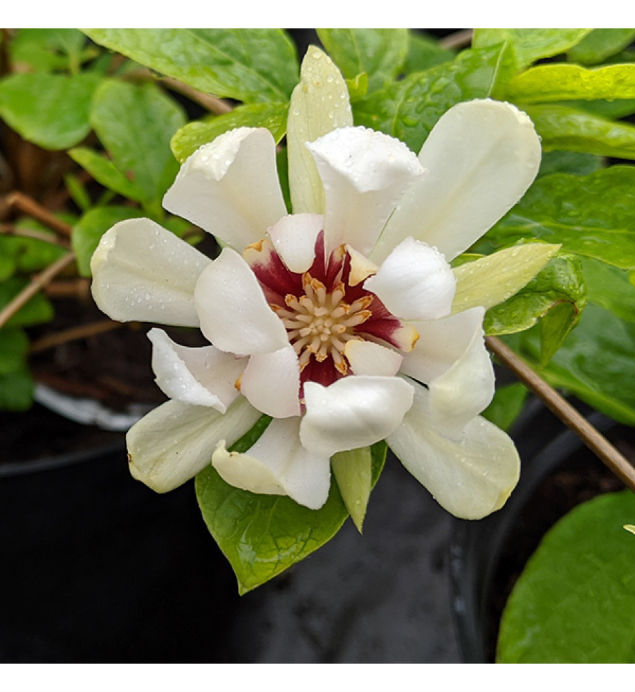 Calycanthus Venus (3lt)